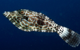 Bali 2016 - Scrawled filefish - Poisson lime gribouille - Aluterus sriptus - IMG_5940_rc